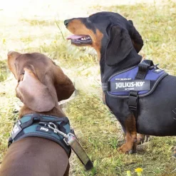 Julius-K9 Julius K-9 IDC Arnés Azul para perros Discount