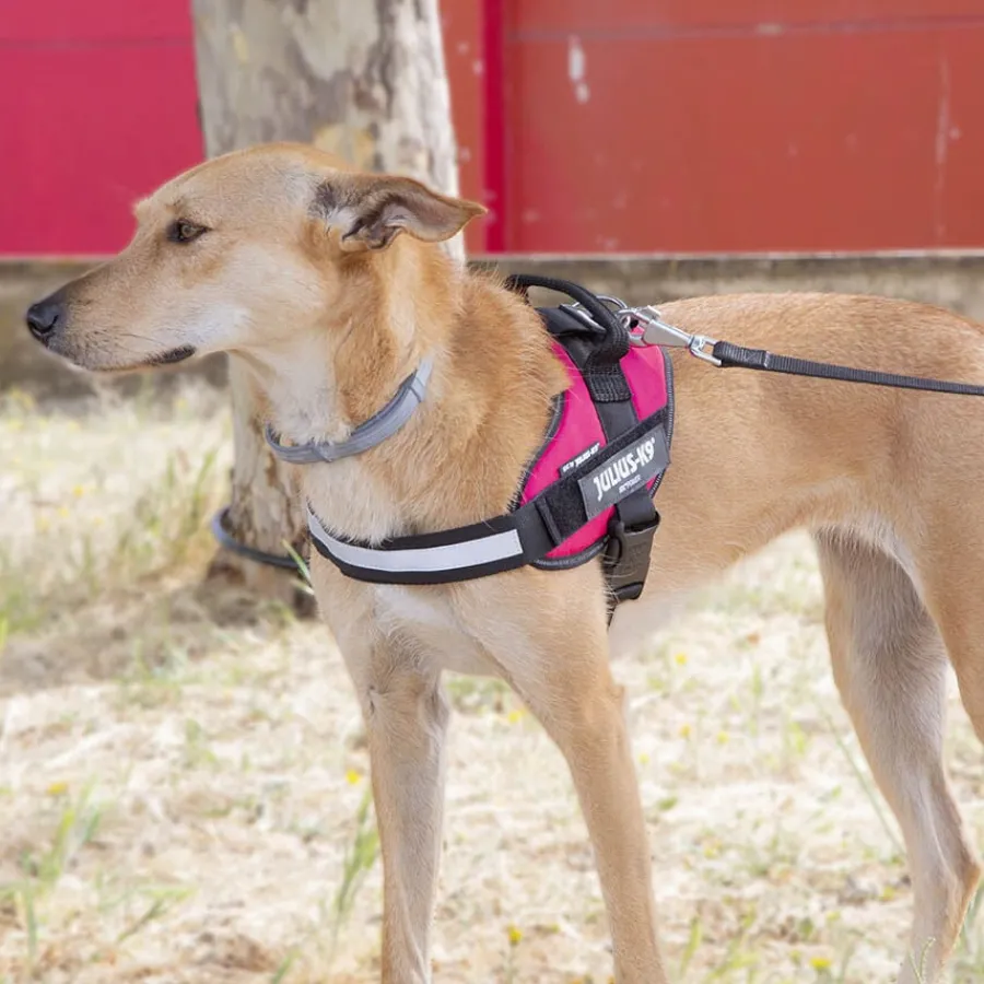 Julius-K9 Julius K-9 IDC Arnés Magenta para perros Online