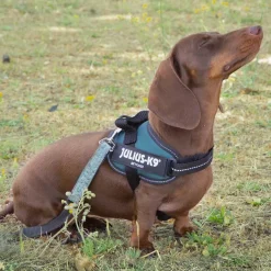 Julius-K9 Julius K-9 IDC Arnés Verde para perros Hot