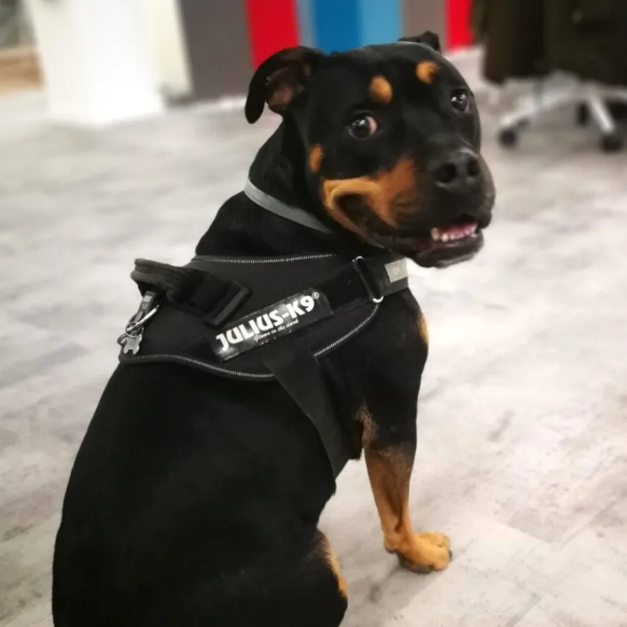 Julius-K9 IDC Arnés Ergonómigo Negro para perros