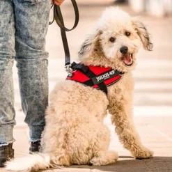 Julius-K9 IDC Arnés Rojo para perros Outlet