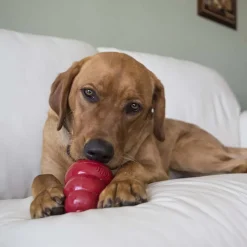 Kong Bocaditos Tocino y Queso para perros New