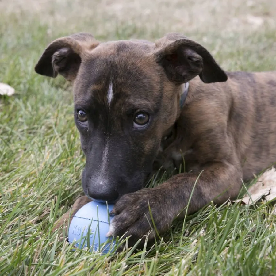 Kong Puppy pelota con orificio para perros