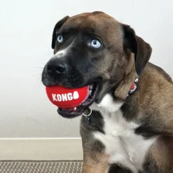 Kong Signature Sport 3-PK Pelotas de tenis para perros