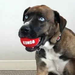Kong Signature Sport 2-PK Pelotas de tenis para perros Clearance