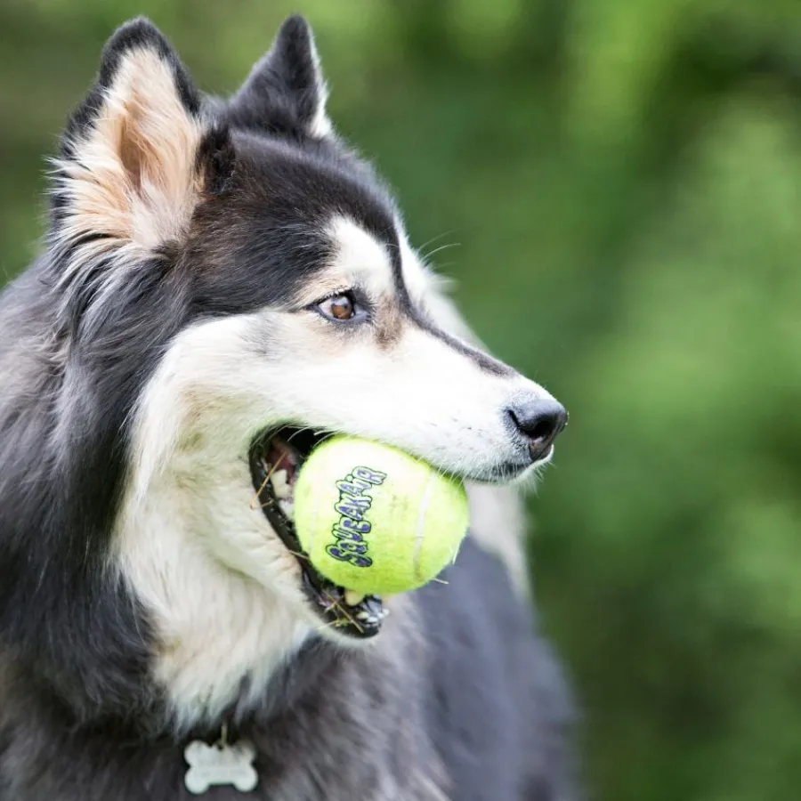 Kong SqueakAir Pelotas de Tennis para perros -Pack 6 Online