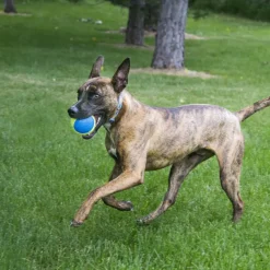 Kong SqueakAir Ultra Balls 3-PK pelotas para perros Best