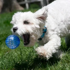Kong Squeezz Geodz Pelota con Sonido para perros Hot