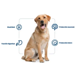 Nath Adult Maxi Pollo pienso para perros Best