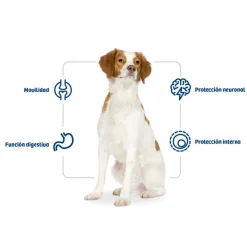 Nath Adult Medium Pollo pienso para perros Discount