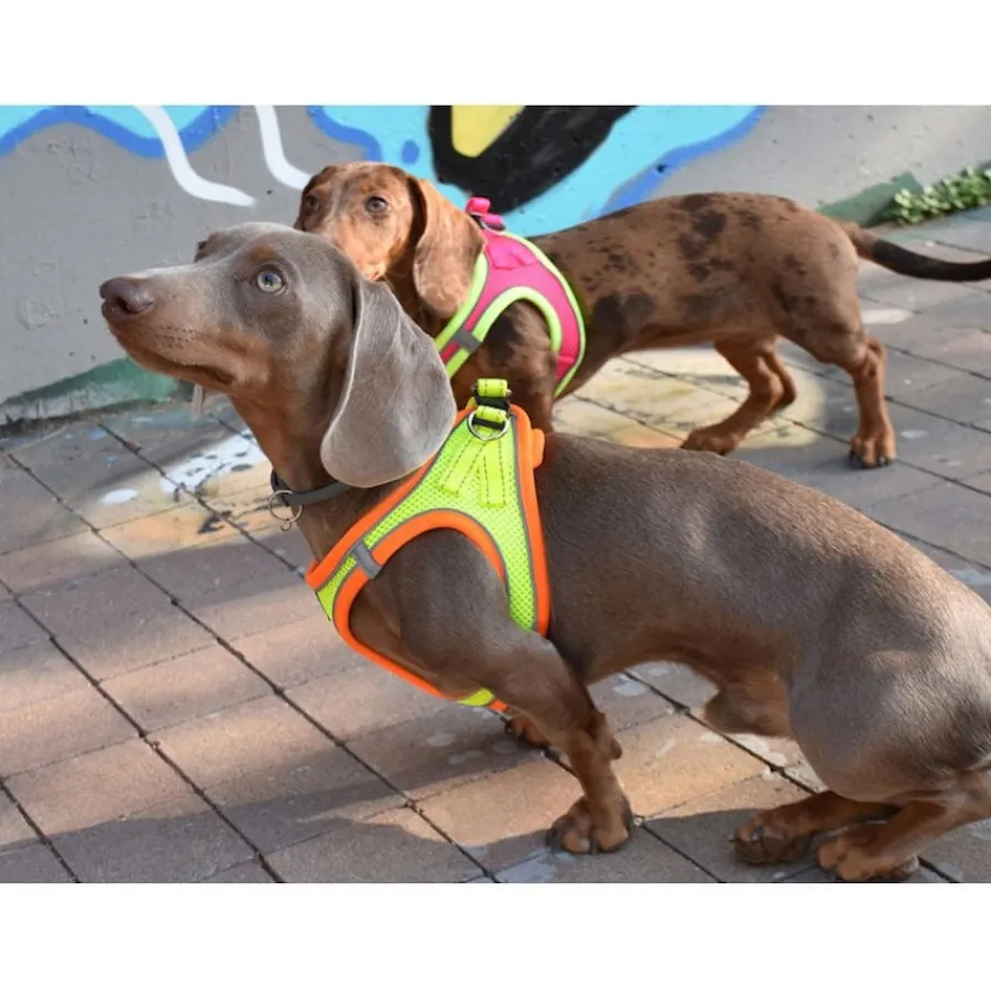 Nayeco X-TRM Neo Amarillo arnés para perros Outlet