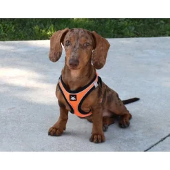 Nayeco X-TRM Neo Naranja arnés para perros Discount
