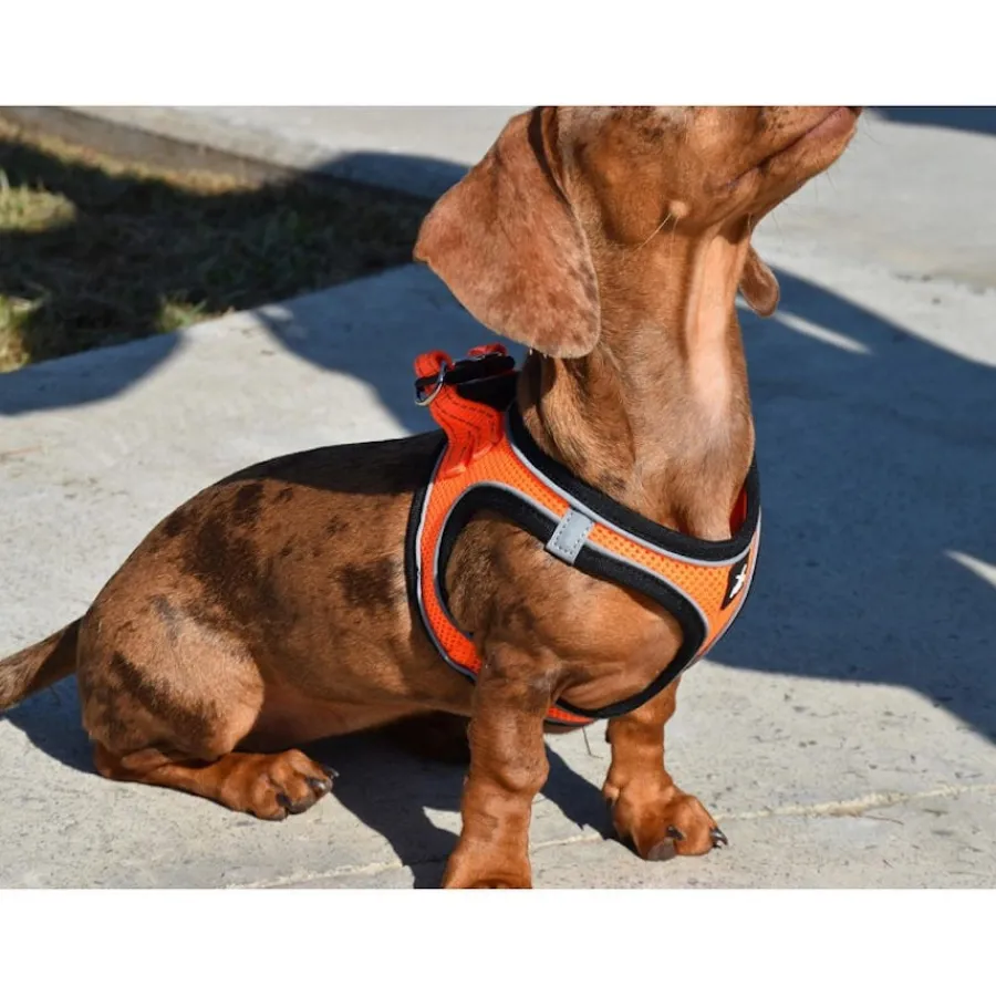 Nayeco X-TRM Neo Naranja arnés para perros Discount