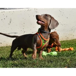 Nayeco X-TRM Neo Verde arnés para perros Clearance