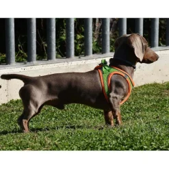 Nayeco X-TRM Neo Verde arnés para perros Clearance
