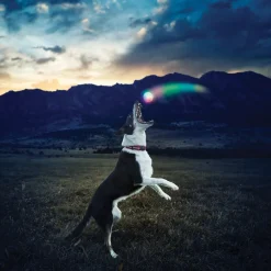 Nite Ize Glowstreak Disc-O LED Pelota para perros Clearance