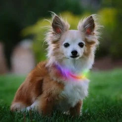 Nite Ize Nite Howl Disc-O-Select LED Mini Collar para perros Best