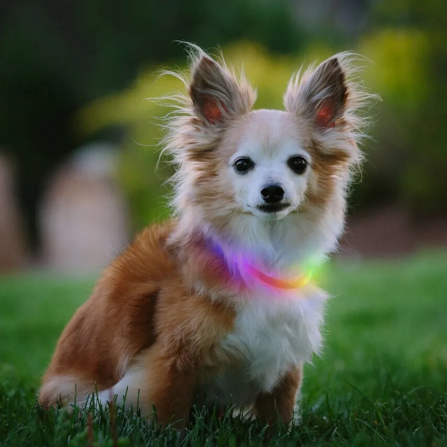 Nite Ize Nite Howl Disc-O-Select LED Mini Collar para perros Best