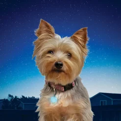 Nite Ize Petlit Luz LED Azul para Collar para perros Sale