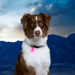 Nite Ize PetLit Luz Led Rosa para Collar para perros Best
