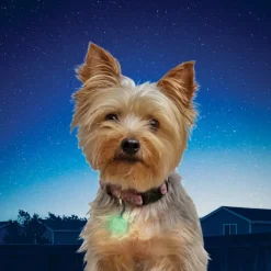 Nite Ize PetLit Luz LED Verde de Collar para perros Online