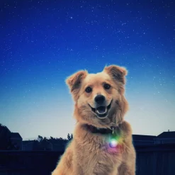 Nite Ize SpotLit Colgante Led para perros Clearance
