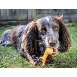 Nylabone Hueso Mordedor Resistente Sabor a Queso para perros New