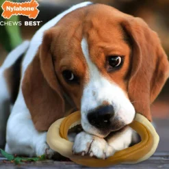 Nylabone Mordedor Redondo Duradero con Sabor a Buey para perros Online