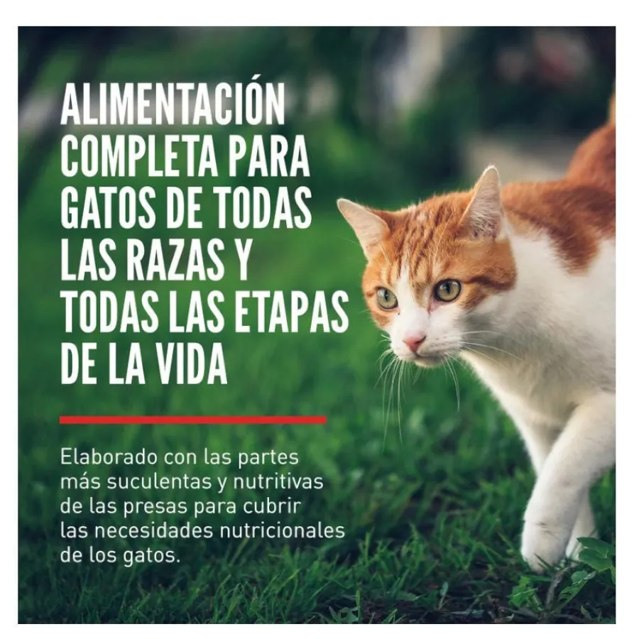 Orijen Six Fish pienso para gatos y gatitos Sale