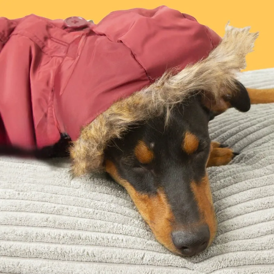 Outech Abrigo Granate con Capucha para perros Sale