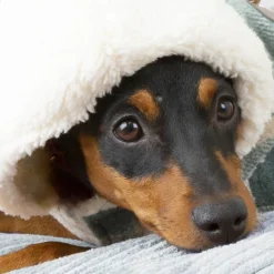 Outech Trenca Azul para perros Hot