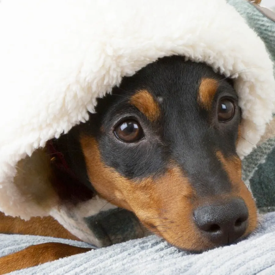 Outech Trenca Azul para perros Hot