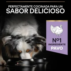 Pro Plan Adult Medium y Large Digestión Pavo pienso para perros Sale