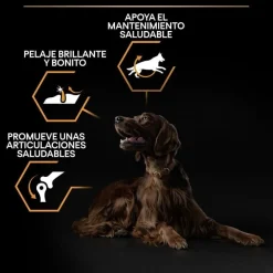 Pro Plan Large Athletic Adult Pollo pienso para perros Discount