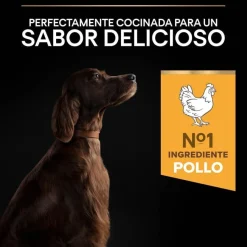 Pro Plan Large Athletic Adult Pollo pienso para perros Discount