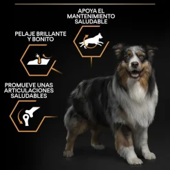 Pro Plan Medium Adult Pollo pienso para perros Outlet