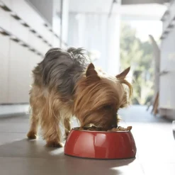 Purina One Junior Bifensis Pollo pienso para perros
