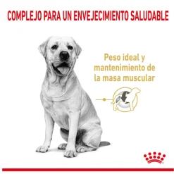 Royal Canin Adult 5+ Labrador pienso para perros Outlet