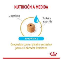 Royal Canin Adult 5+ Labrador pienso para perros Outlet
