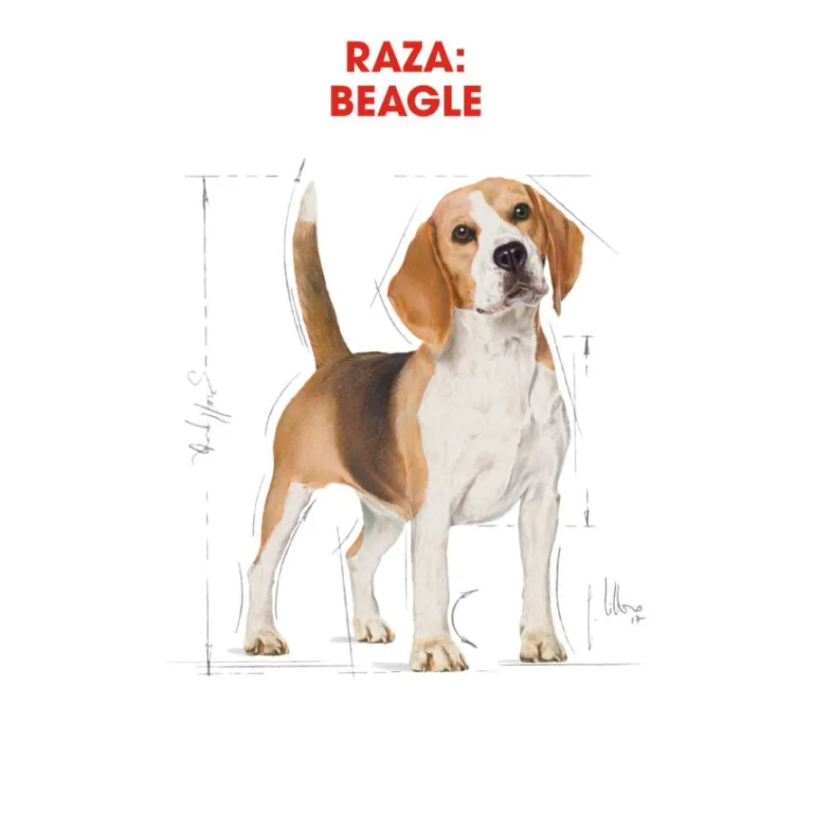 Royal Canin Adult Beagle pienso para perros Online