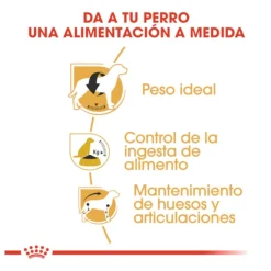 Royal Canin Adult Beagle pienso para perros Online