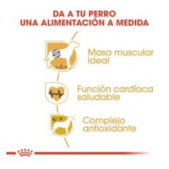 Royal Canin Adult Boxer pienso para perros New