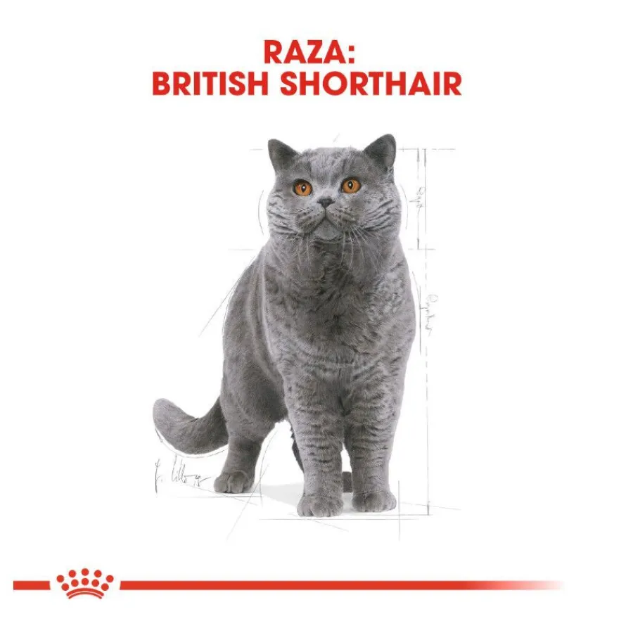 Royal Canin Adult British Shorthair pienso para gatos Discount