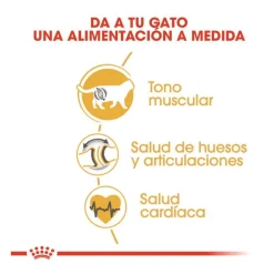 Royal Canin Adult British Shorthair pienso para gatos Discount