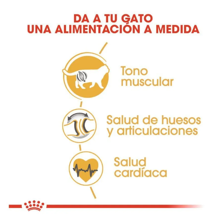Royal Canin Adult British Shorthair pienso para gatos Discount