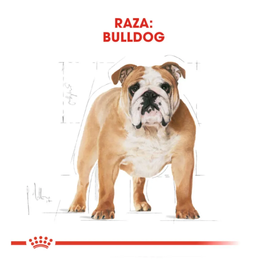 Royal Canin Adult Bulldog pienso para perros