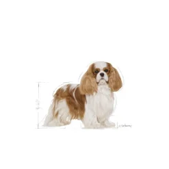 Royal Canin Adult Cavalier King Charles pienso para perros Best
