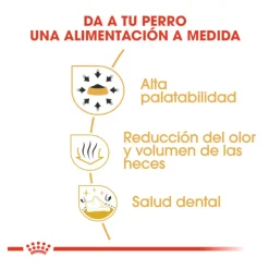 Royal Canin Adult Chihuahua pienso para perros Outlet