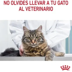 Royal Canin Adult Digestive pienso para gatos Sale