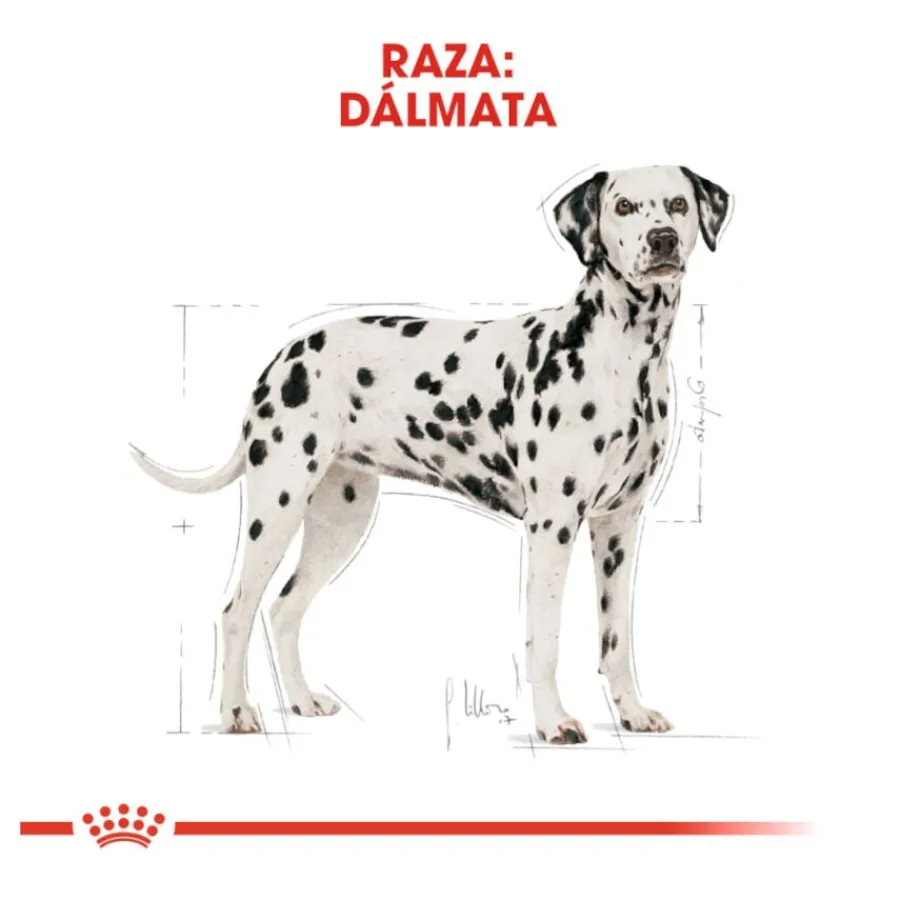 Royal Canin Adult Dálmata pienso para perros